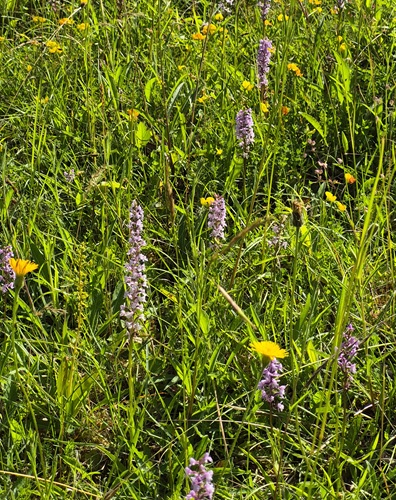 Orchids May
